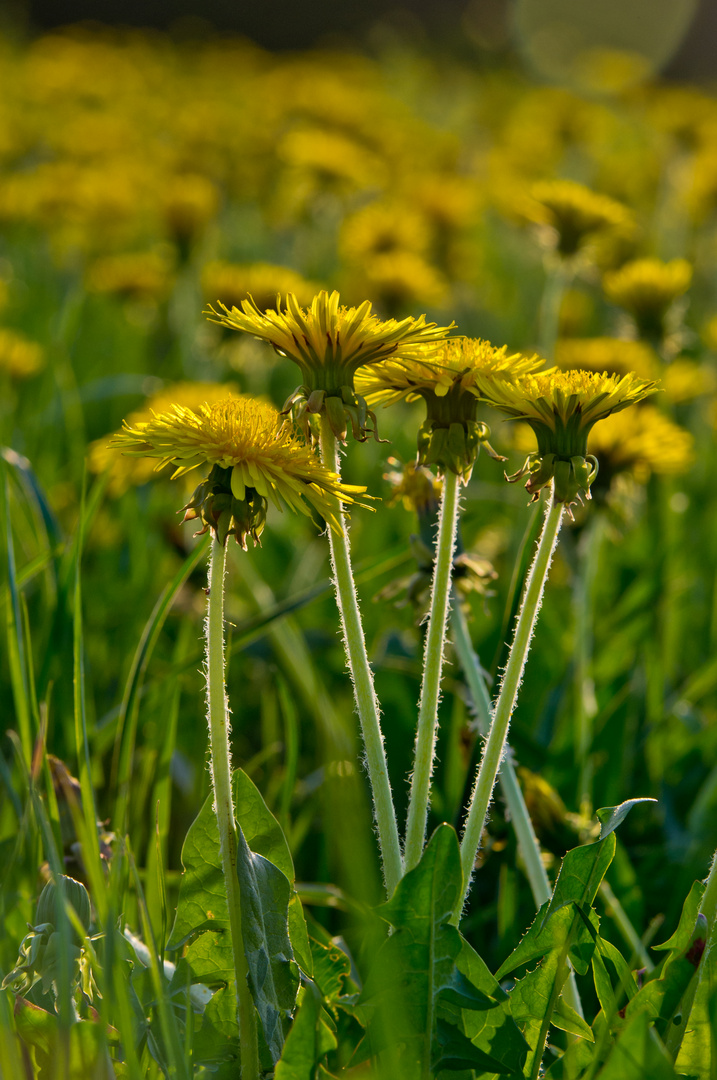 Löwenzahnblüte