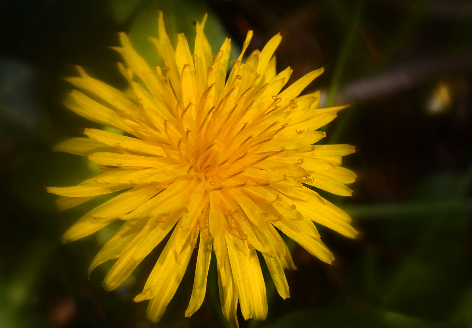 Löwenzahnblüte