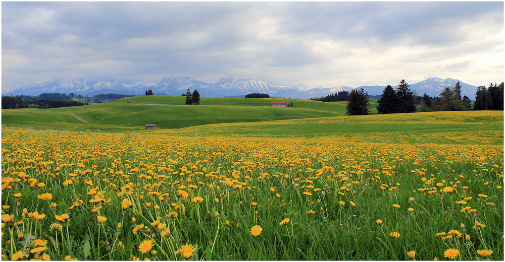 LÖWENZAHNBLÜTE (II)