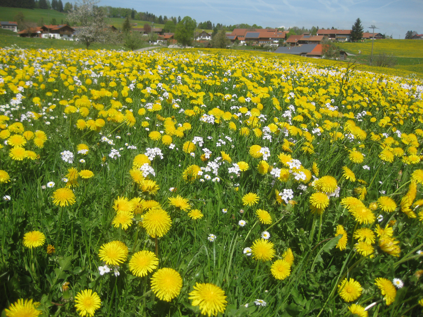 Löwenzahnblüte im Allgäu -1-