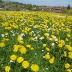 Löwenzahnblüte im Allgäu -1-