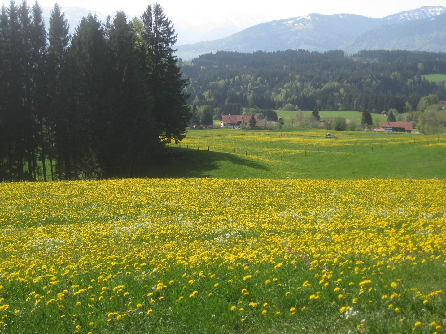 Löwenzahnblüte im Allgäu -2