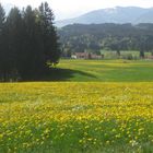 Löwenzahnblüte im Allgäu -2