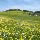 Löwenzahnblüte im Allgäu -3-