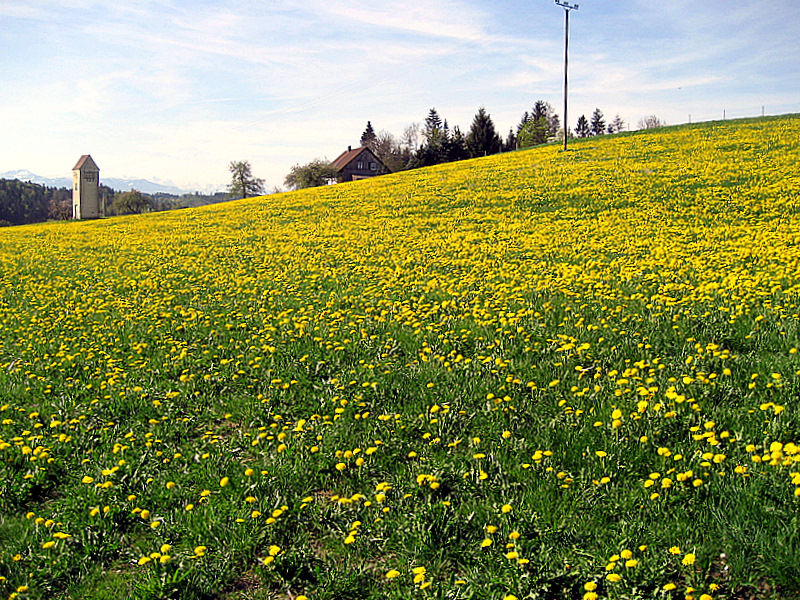 Löwenzahnblüte im Allgäu