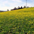 Löwenzahnblüte im Allgäu