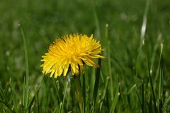 Löwenzahnblüte im Gras