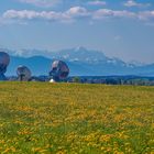 Löwenzahnblüte im Pfaffenwinkel