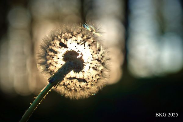 Löwenzahnblüte in der Abendsonne 
