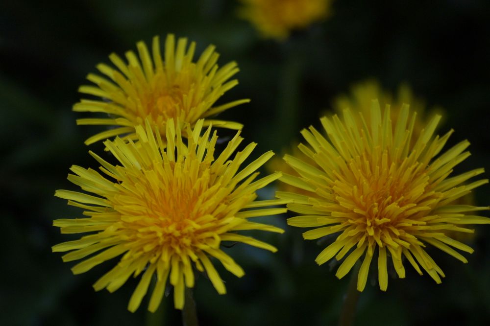 Löwenzahnblüten