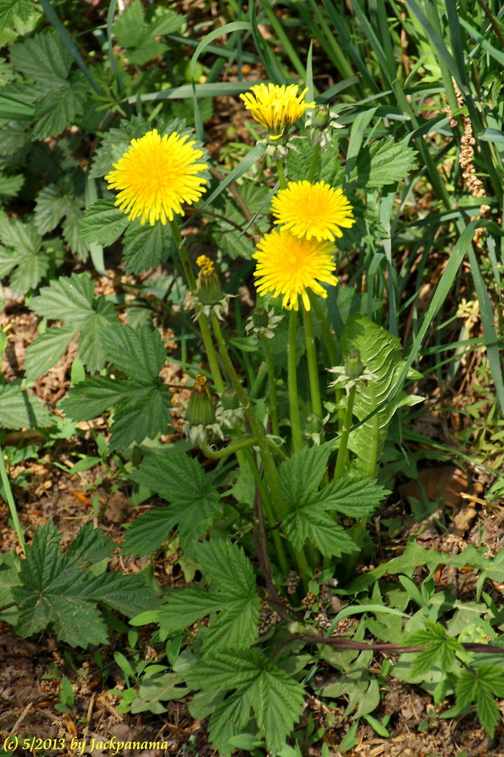 Löwenzahnblüten am Wegesrand (1)