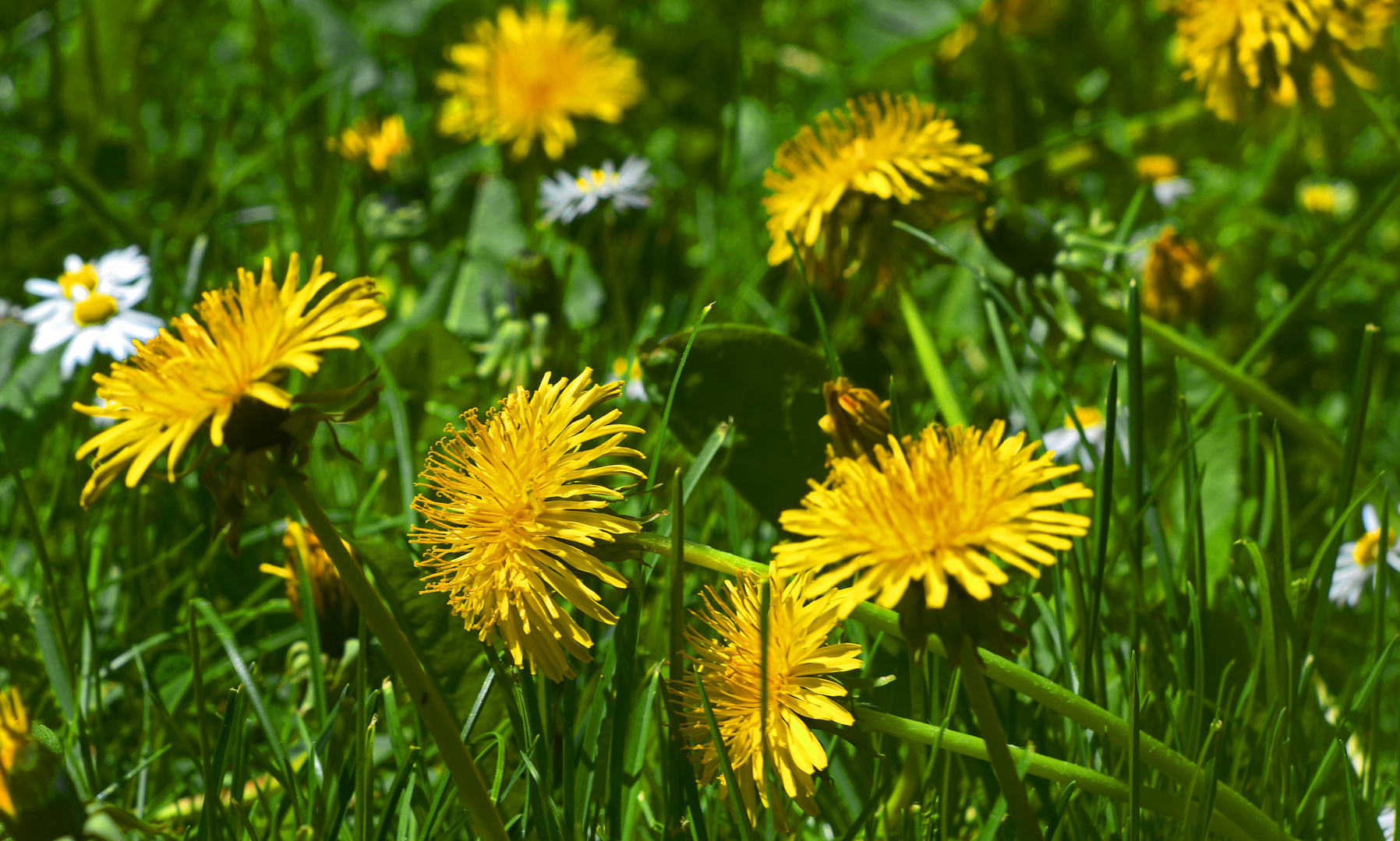 Löwenzahnblüten auf Gänseblümchenwiese