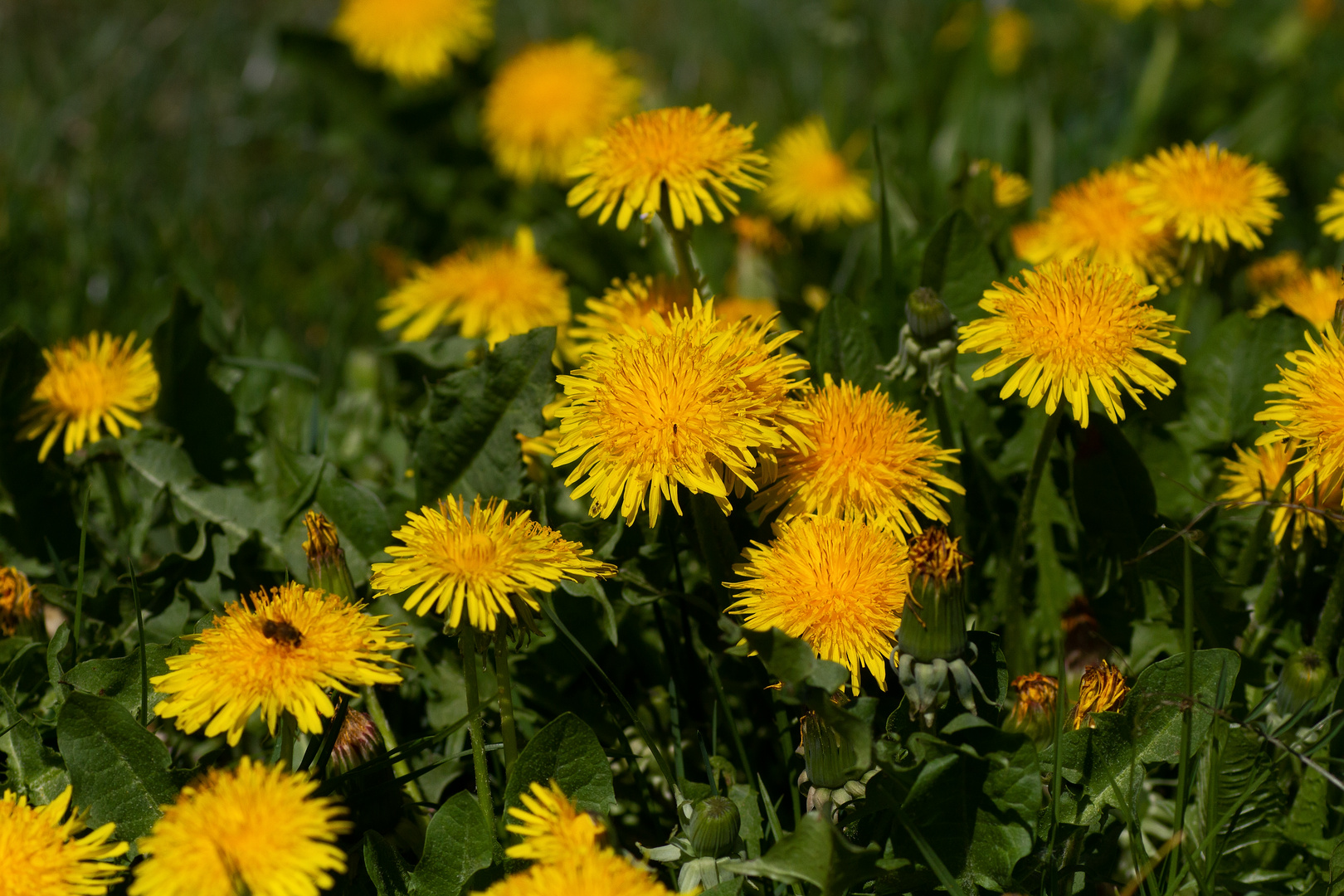 Löwenzahnblüten