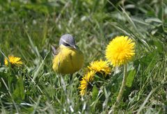 Löwenzahnblüten, die einen Zahn zulegen können,...