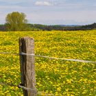 Löwenzahnblüten so weit das Auge reicht