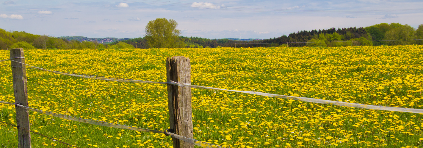 Löwenzahnblüten so weit das Auge reicht