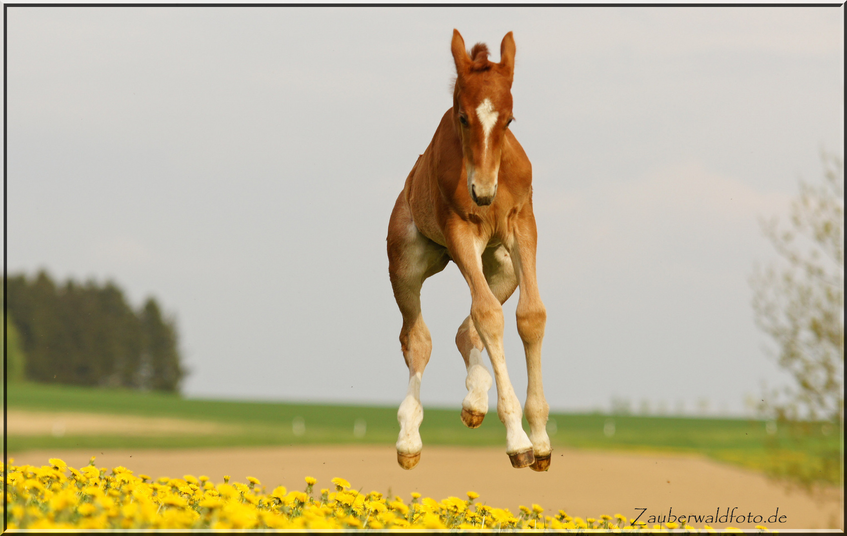 Löwenzahnblüten-Walk