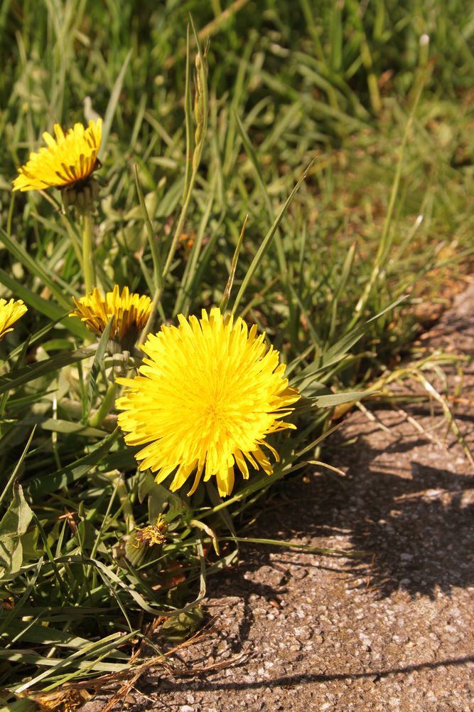 Löwenzahnblume