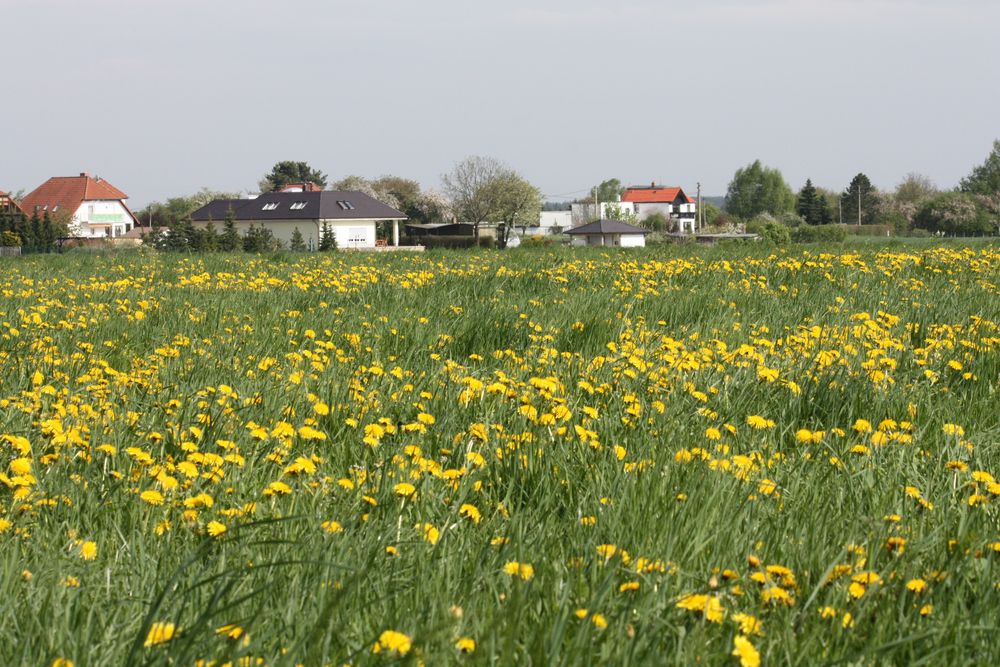 Löwenzahnfeld