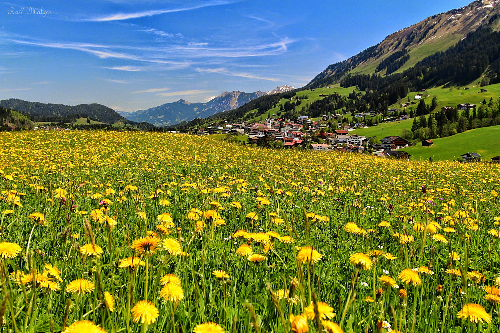 Löwenzahnfeld im Kleinwalsertal