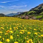 Löwenzahnfeld im Kleinwalsertal