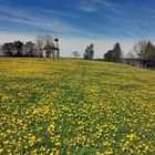 Löwenzahnfrühling!