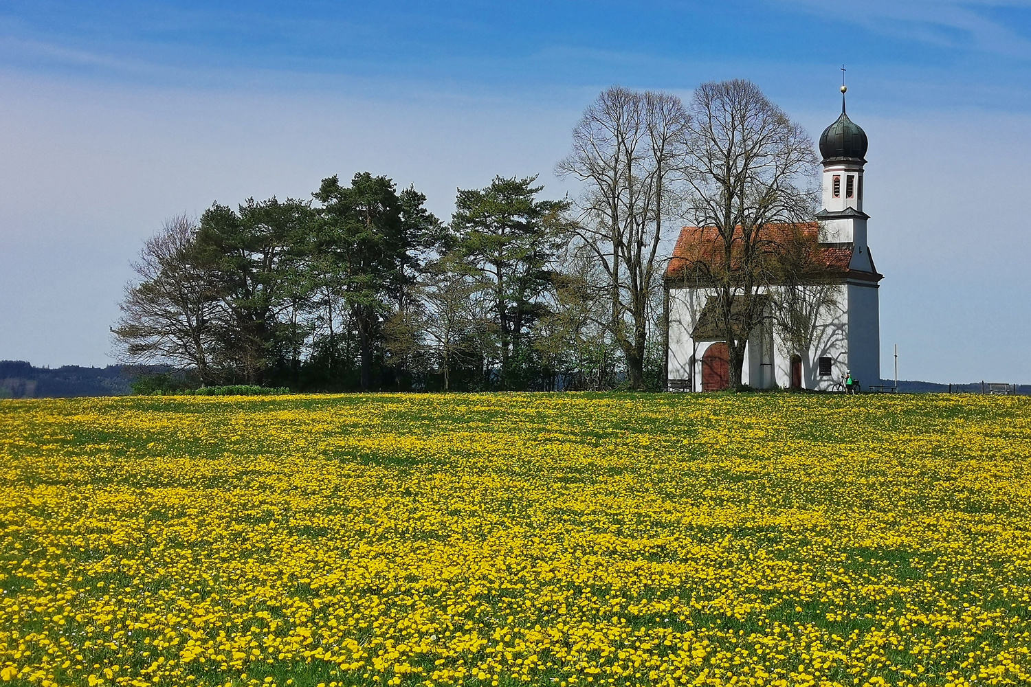 Löwenzahnfrühling!