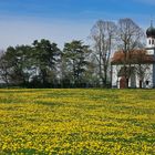 Löwenzahnfrühling!