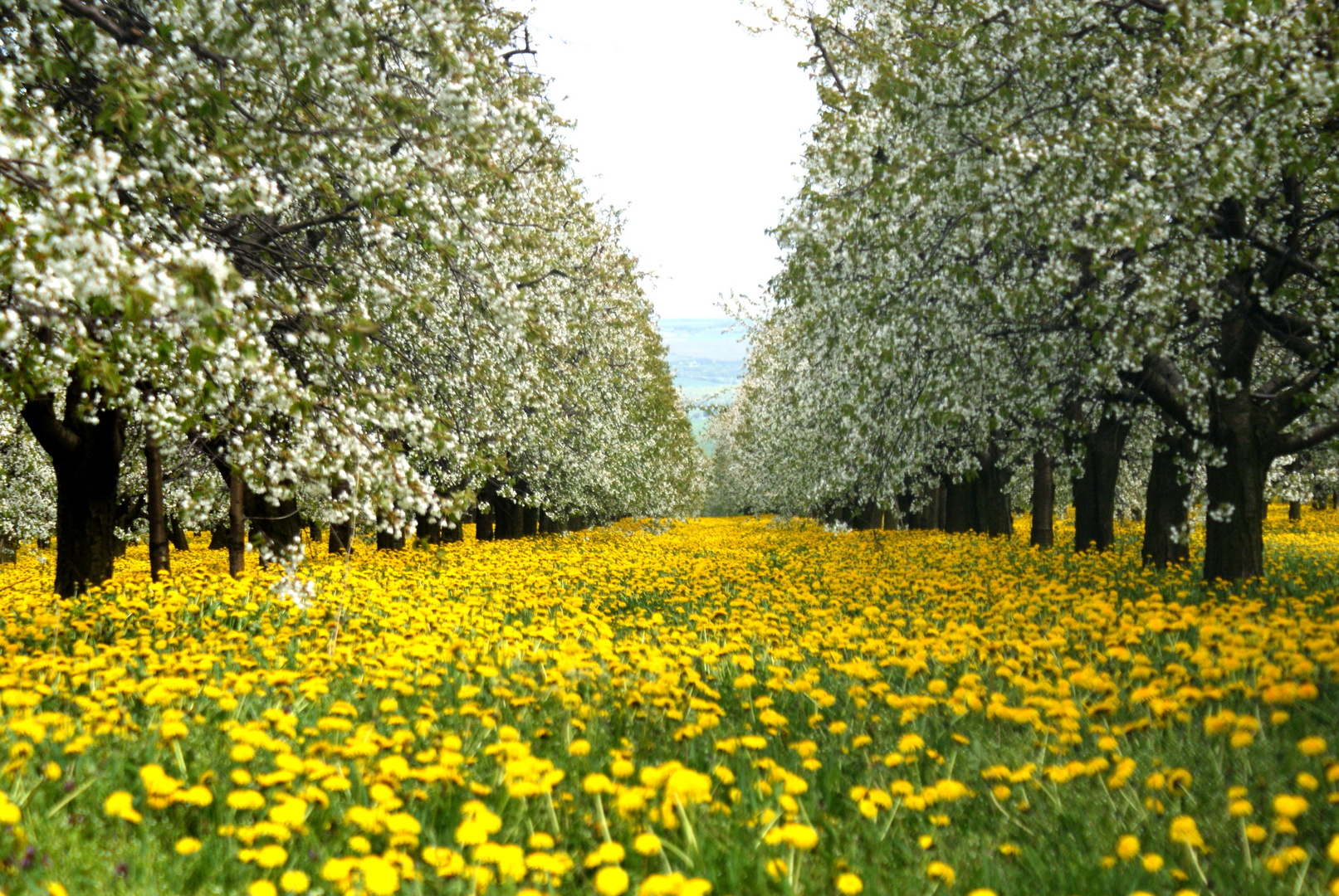 Löwenzahnkirschplantage