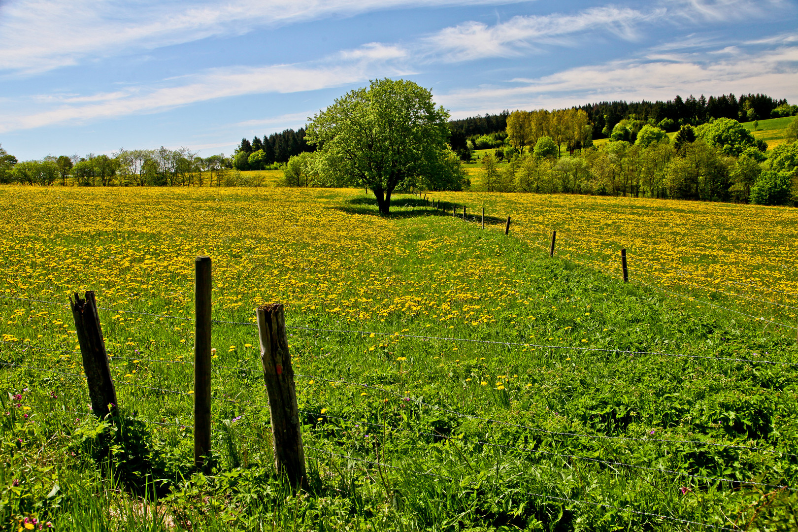 Löwenzahnlandschaft