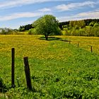 Löwenzahnlandschaft