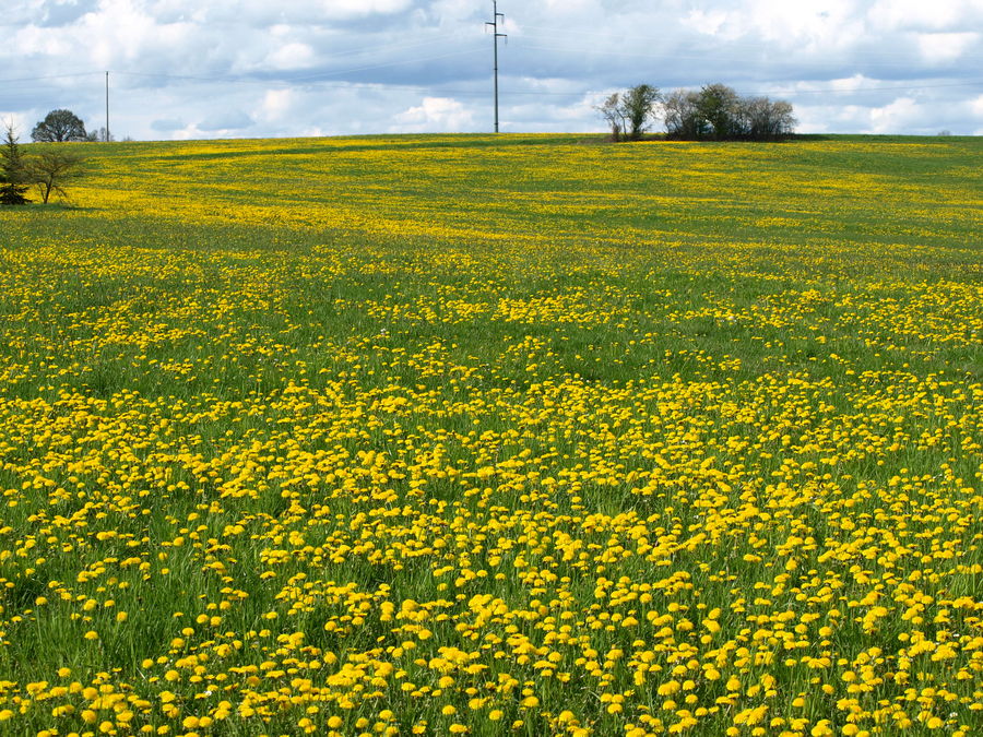 Löwenzahnmeer