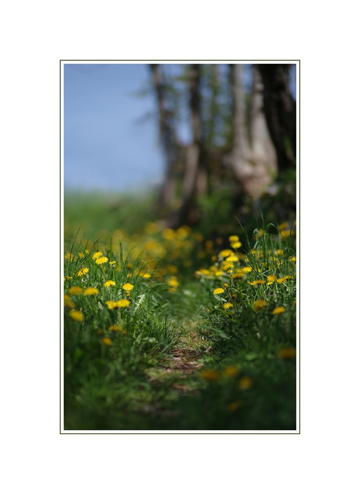 Löwenzahnpfad Foto & Bild landschaft, wege und pfade, natur Bilder