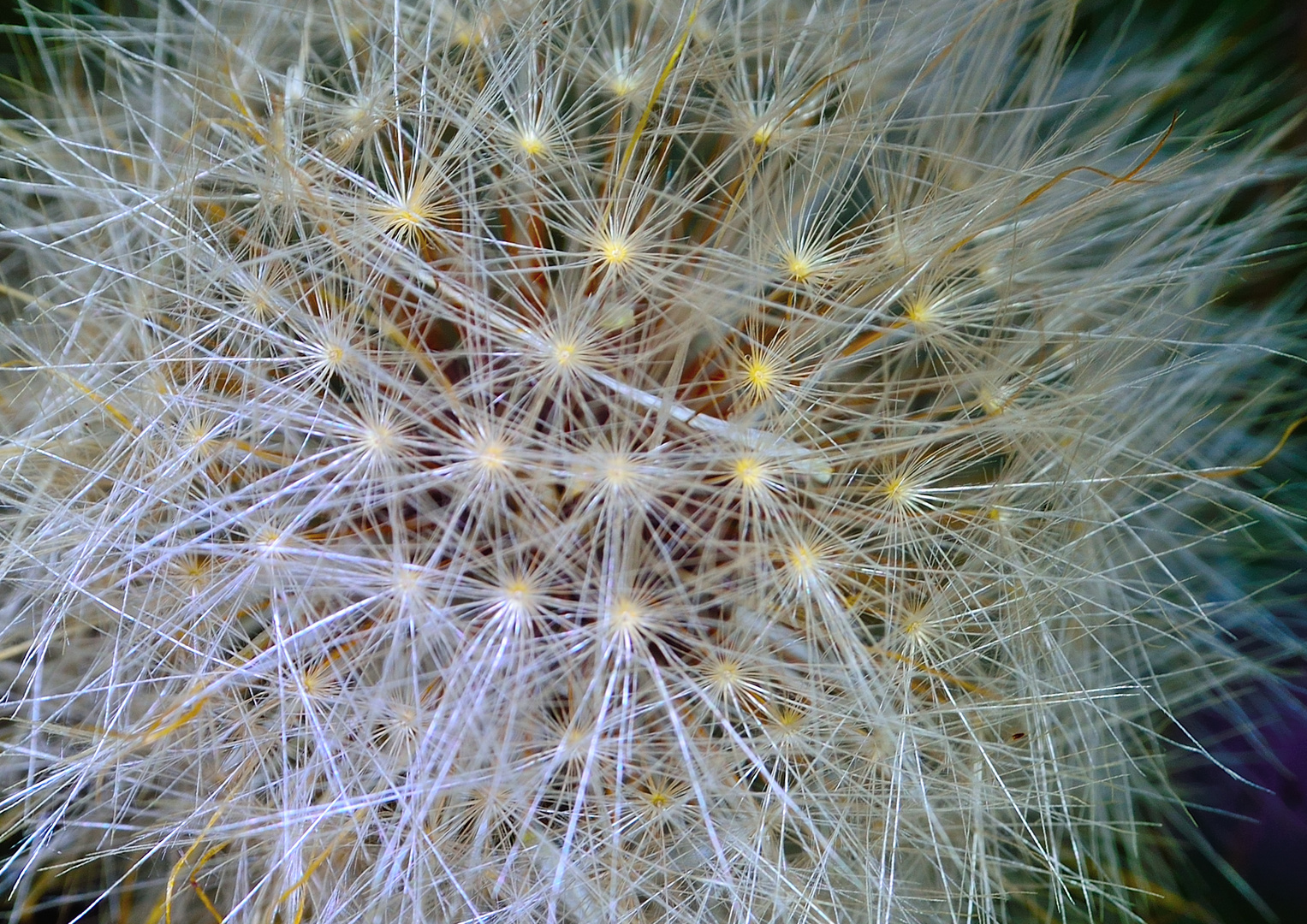 Löwenzahn_Pusteblume