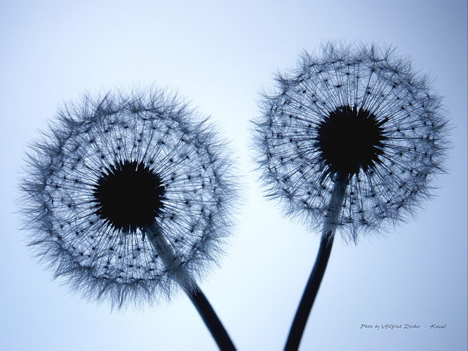 Löwenzahn_Pusteblume_02 Taraxacum officinale