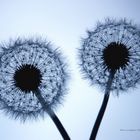 Löwenzahn_Pusteblume_02 Taraxacum officinale