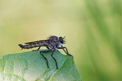 "Löwenzahnritter" - Raubfliege auf Ansitz -"Gemeinen Raubfliege" Tolmerus atricapillus.