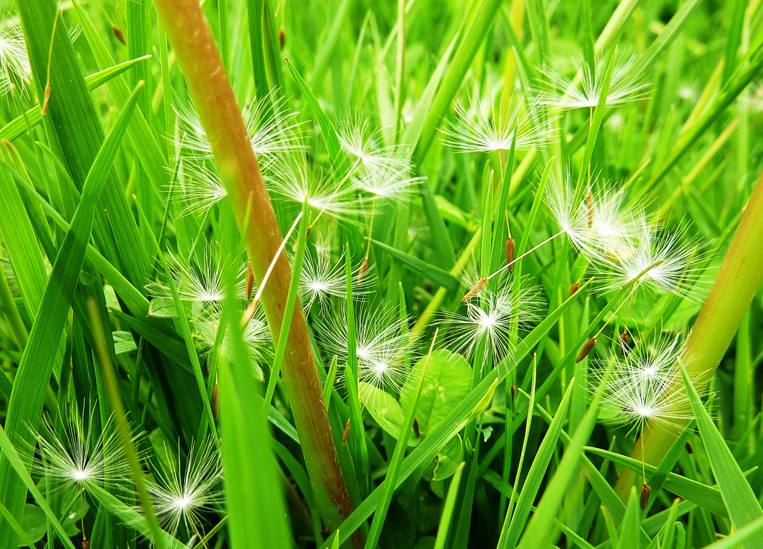 Löwenzahnsamen im Gras !