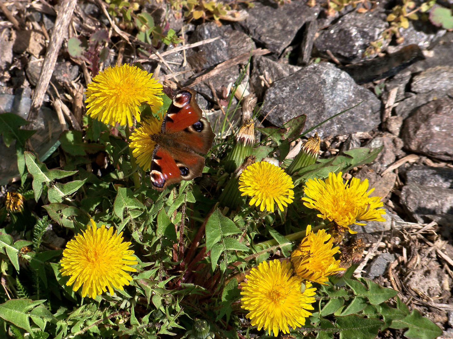 Löwenzahn+Schmetterling