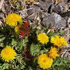 Löwenzahn+Schmetterling