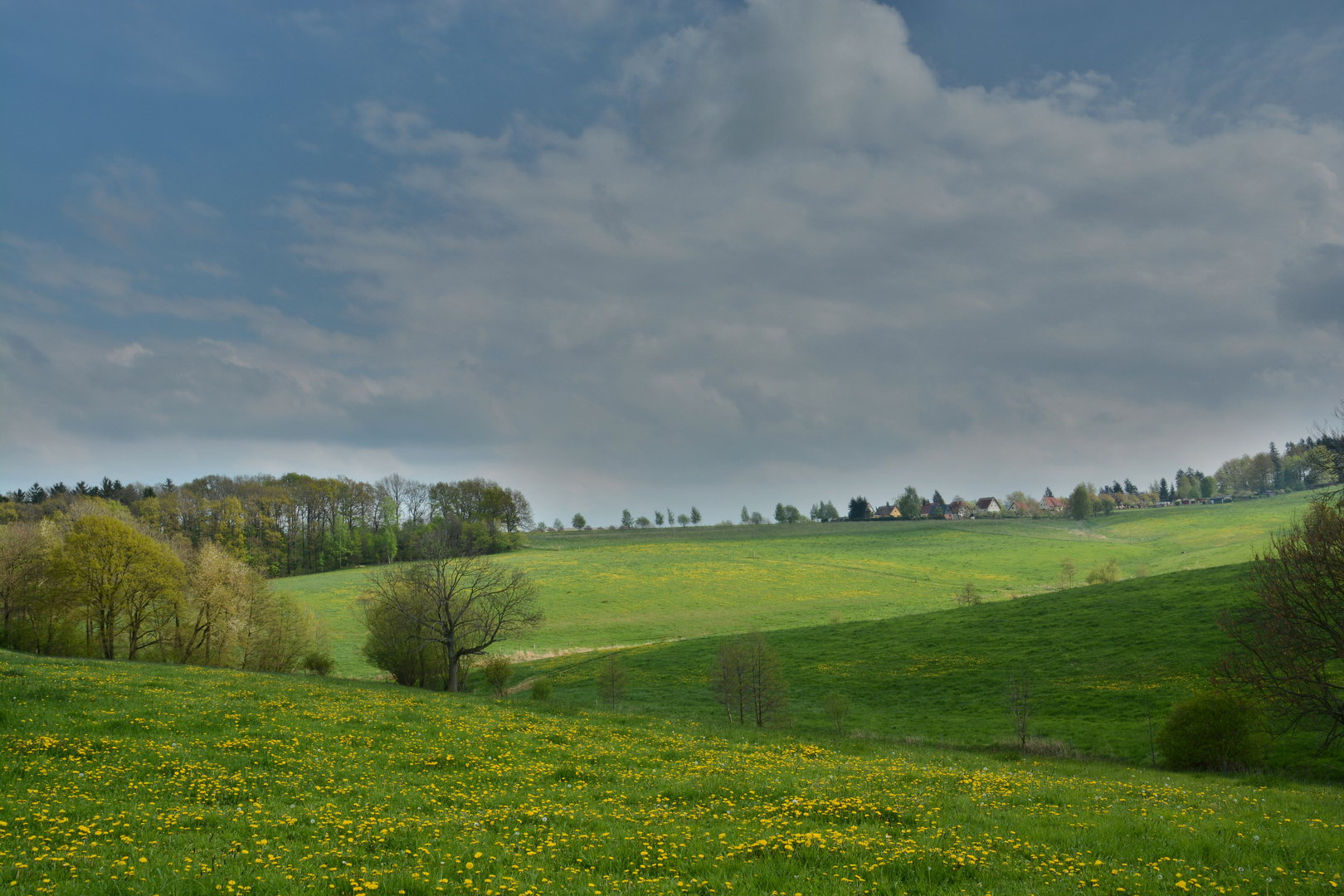 Löwenzahnwiese