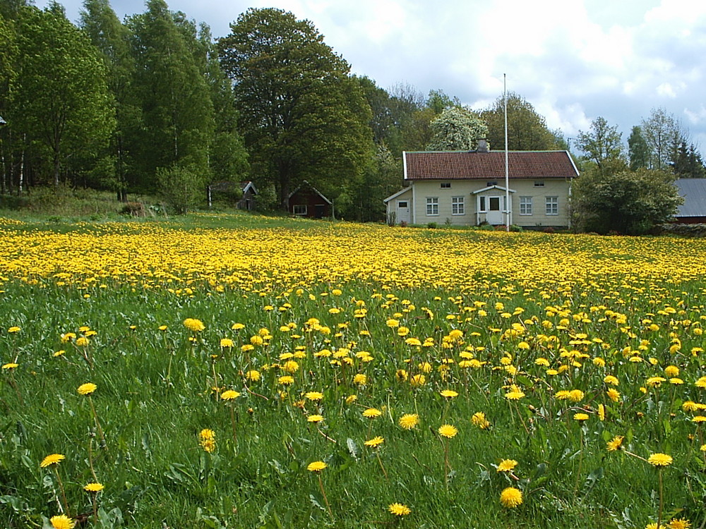 Löwenzahnwiese