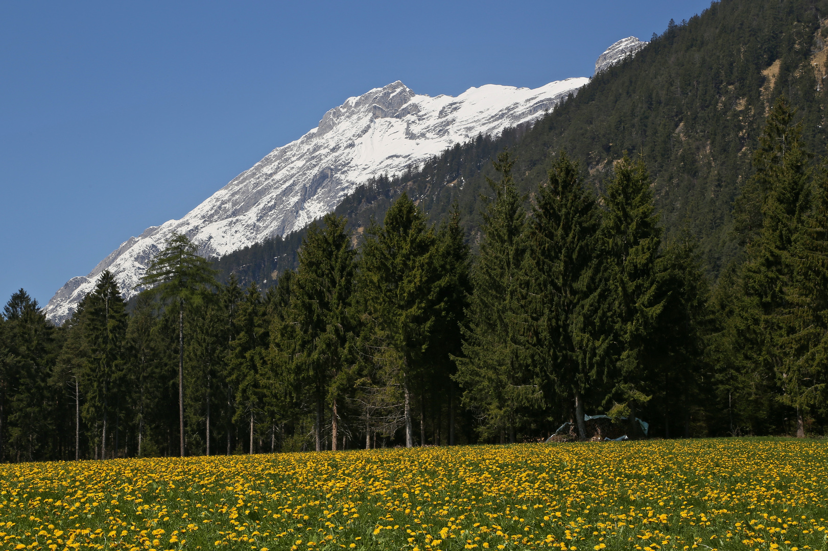 Löwenzahnwiese (2017_04_24_EOS 6D_5240_ji)