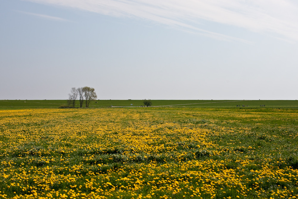 Löwenzahnwiese