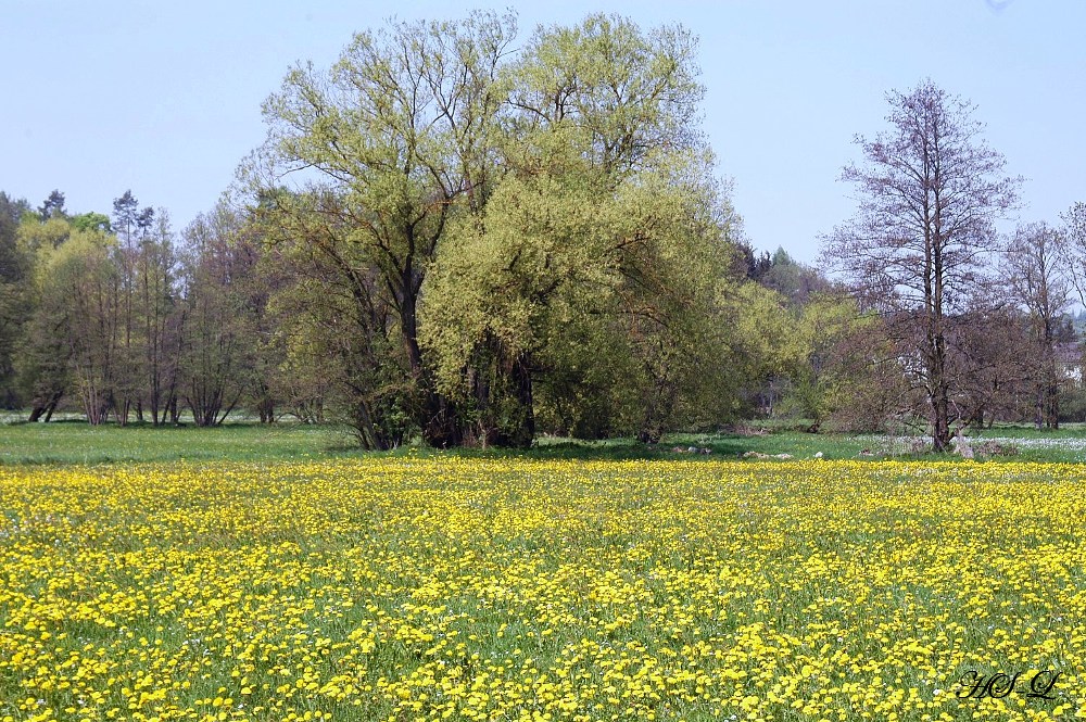 Löwenzahnwiese