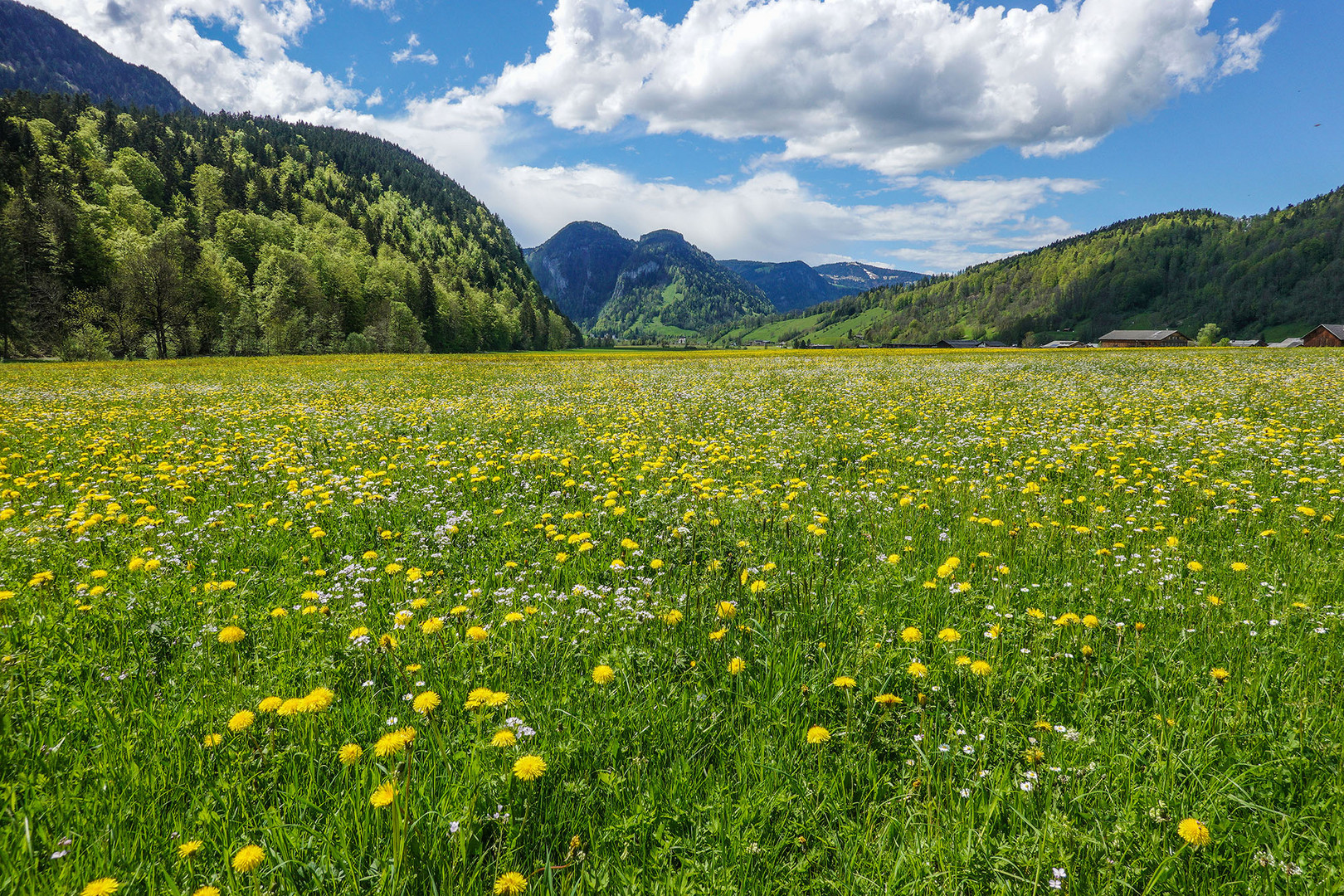 Löwenzahnwiese