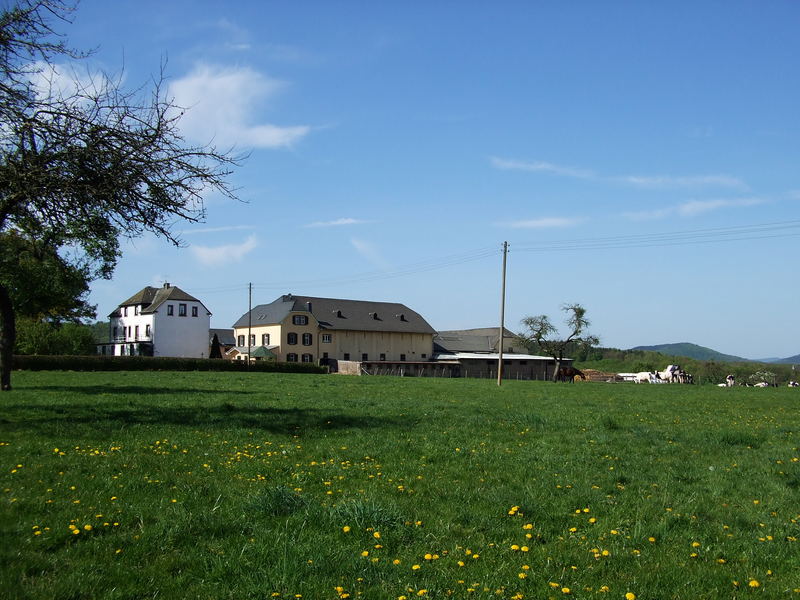 Löwenzahnwiese