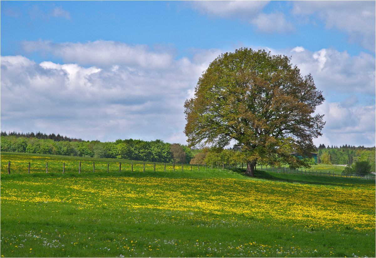 Löwenzahnwiese