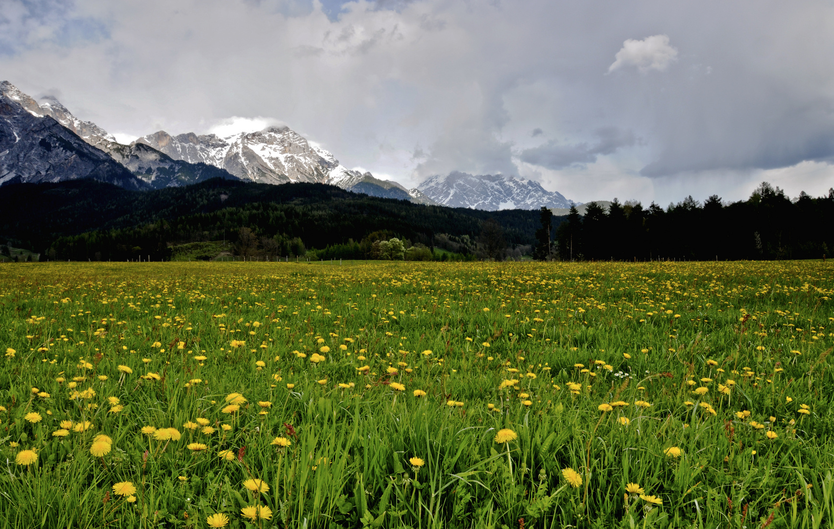 löwenzahnwiese