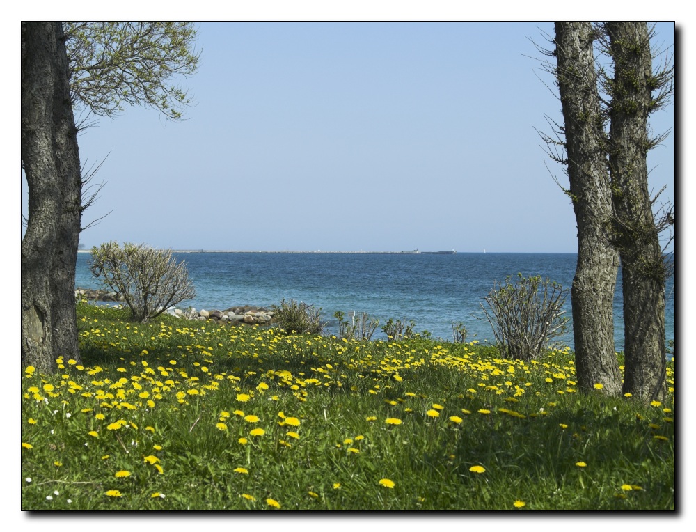 Löwenzahnwiese am Meer